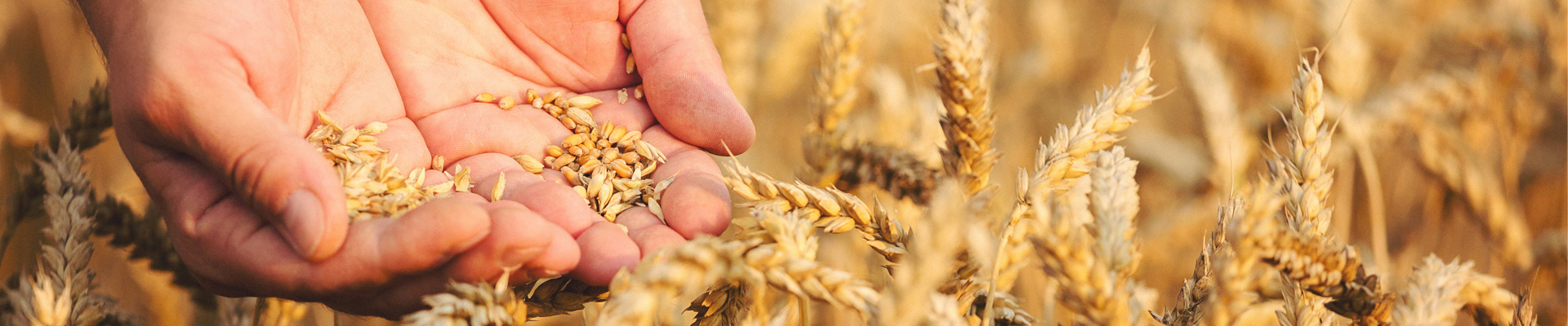 A man standing in a wheat field holds kernels in his hands